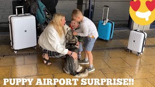 Husky Puppy Surprises Kids At The Airport! [CUTEST REUNION EVER!]