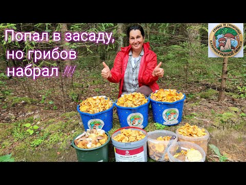 Грибы растут и в засуху. Жизнь грибанутых