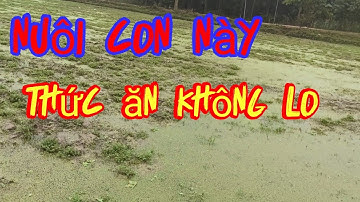 nuôi con gì? chi phí ít lợi nhuận cao.tận dụng nguồn thức ăn tự nhiên có sẵn. ốc nhồi, ốc bươu.