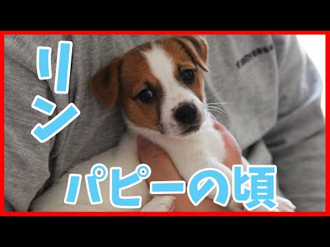 ジャックラッセルテリアのリン!パピーの頃のスライドショー