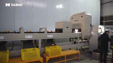Citrus Sorting  System