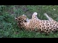 Amazon Jaguar stock footage