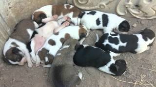 Yeni doğmuş Köpek Yavrularının ilk Görüntüleri