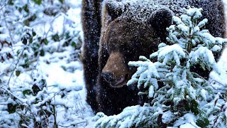 🐻🐻/Странный Медведь шатун/ Загадочный  случай в тайге/