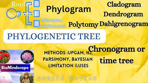 Phylogenetic tree (intro )|Dahlgrenogram|chronogram #cladogram |polytomy#methodsofphylogentictree