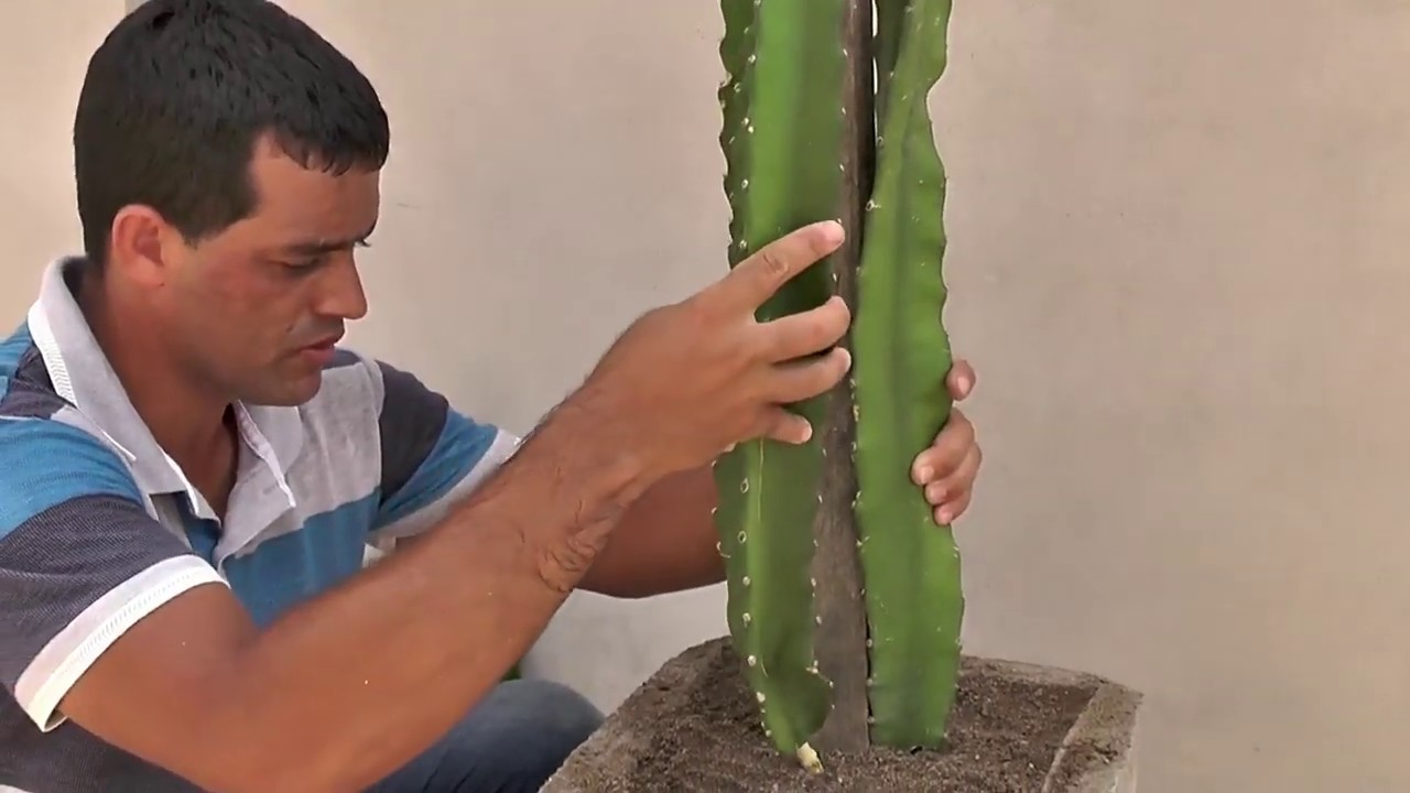 Como plantar pitaya