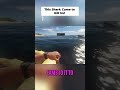 SHOCKING Shark Encounter This One is Different!