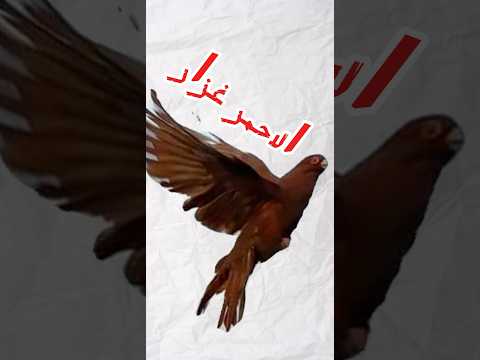 الاحمر غزار