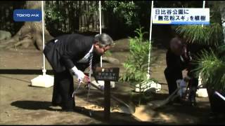 花粉症に朗報！　日比谷公園に「無花粉スギ」を植樹