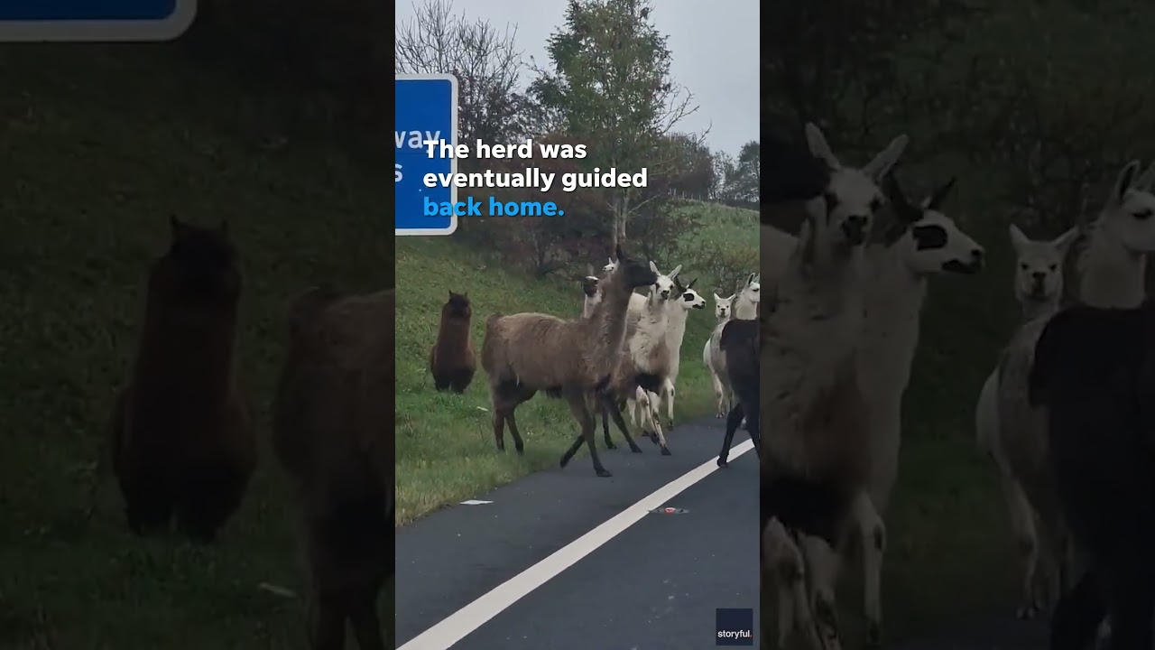 Runaway llamas cause drama along busy highway bringing traffic to a halt #Shorts