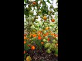 Tomatoes Crop For Longer And More Easily After You Drop The Stems Of Tall Plants Under Cover Tomatoes Crop For Longer And More Easily After You Drop The Stems Of Tall Plants Under Cover