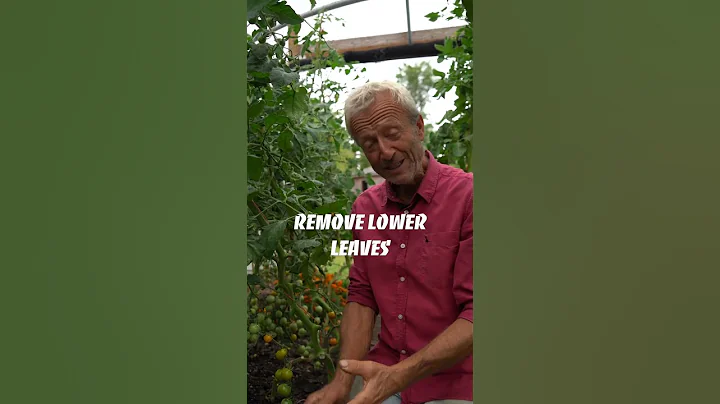Tomatoes crop for longer and more easily after you...