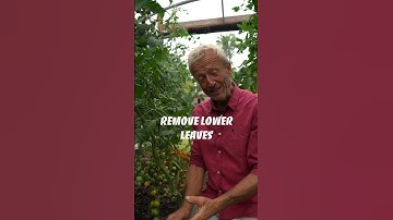 Tomatoes crop for longer and more easily after you drop the stems of tall plants under cover