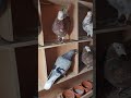 Birmingham Roller pigeon flying kit box mix of diffrent pigeons Nice colours