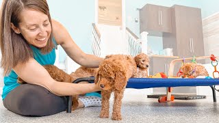 Goldendoodle Puppies Prepare To Climb Stairs