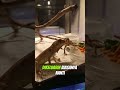 Iguana merah #shortsvideo #lizard