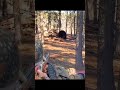 close range black bear hunting #bearhunting #wildlife #archery #nature #animals