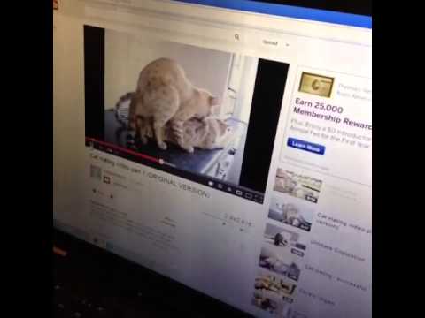 [Vine] Cat Watches Cat Porn and Wanks -