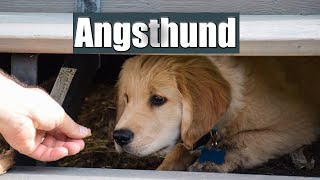 Ängstlicher Hund?  SO gehst du richtig mit ihm um!