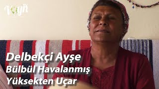 DELBEKÇİ AYŞE - BÜLBÜL HAVALANMIŞ YÜKSEKTEN UÇAR #DelbekçiAyşe #Delbek #Fethiye #VoynTV Resimi