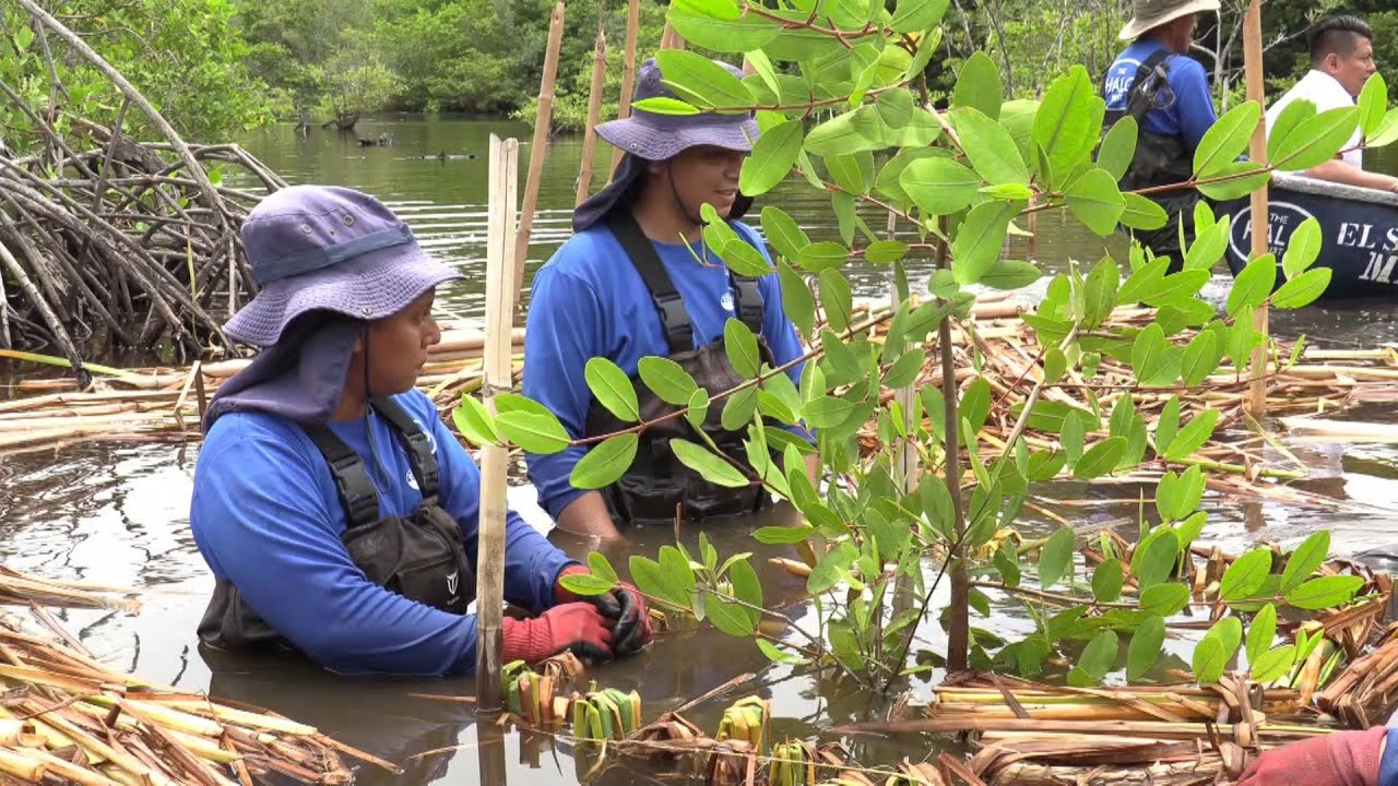 Chinampas, la técnica para restaurar zona de manglares de Jiquilisco en El Salvador