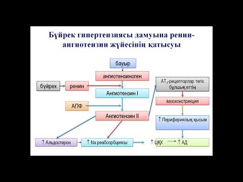 Гомеостазды реттеудегі бүйректің мәні