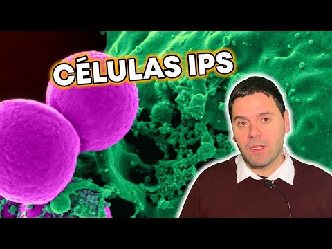 Video: ¿Qué son las células madre pluripotentes inducidas?