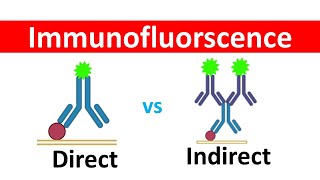 Direct vs Indirect Immunofluorescence Made Easy | Differences Direct and Indirect Immunofluorescence