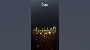 🪴 growing corn ❤️time lapse day 🌽 day 1 #shorts #youtubeshorts #corn #timelapse