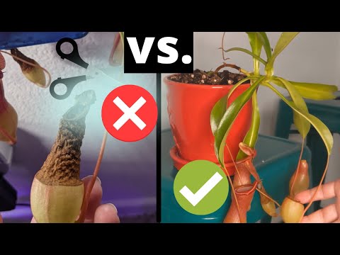 Video: Een Nepenthes repareren met rode bladeren - Redenen waarom de bladeren van de bekerplant rood worden