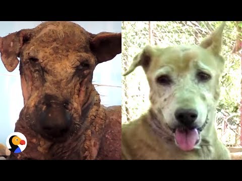 Sick Dog Who Lost All Her Fur Is So Happy Now | The Dodo