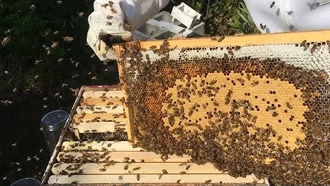 Swarm No. 1 Transfer: One Week Later #colesfarmnc #beekeeping #honeybee