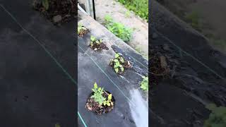 Beans &amp; Tomatoes June