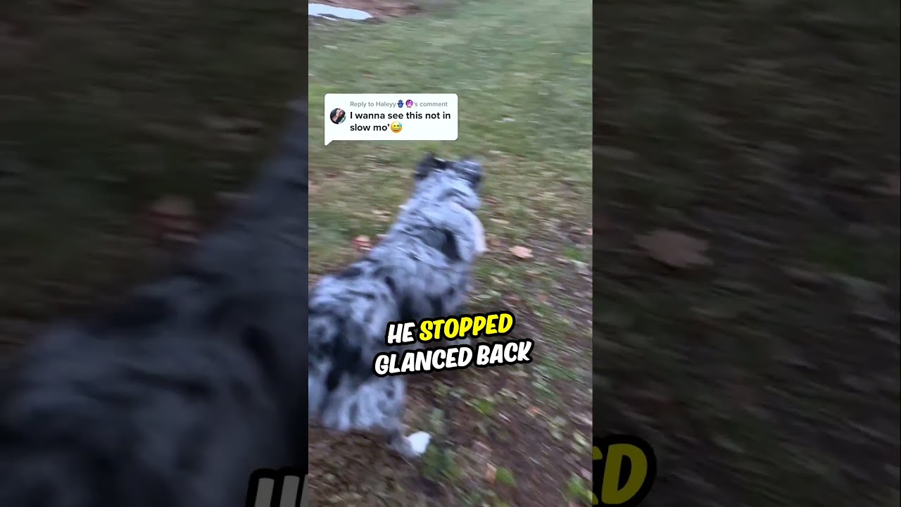 Dog Reunited With Owner After 6 Months 