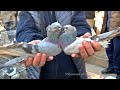 Птичий рынок г. Ташкент - ГОЛУБИ (18.12.2021) / Uzbek Pigeons / Usbekische tauben