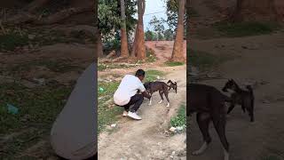 Dog🐶friendship speaks louder than words #viraljump​ #dogapparel​ #dogshorts​ #doglife​ #youtubeshort