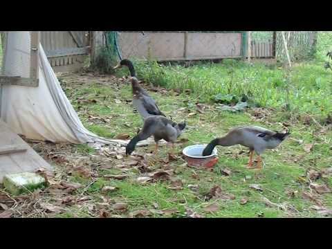 Indian runner ducks at the Center "Key" animal sanctuary