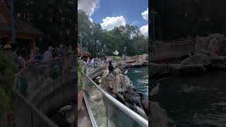 Little Girl's Attempt to Feed Sea Lions Interrupted by Sneaky Bird