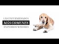 Las enfermedades más comunes en perros mayores | Martha Debayle