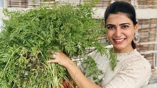 Samantha Akkineni  Home Gardening Video || Samantha Akkineni Amazing Home Garden Video.