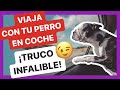 Los MEJORES TIPS para VIAJAR CON TU PERRO EN COCHE 🚗🐕  ➡️ 100% FUNCIONAL ✅