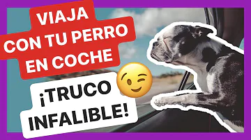 ¿Cómo puedo ayudar a mi perro en viajes largos en auto?