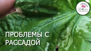 Основные проблемы с рассадой