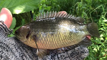 Câu Cá Rô Đồng , Chia Sẽ Mồi Câu Siêu nhạy Cá Rô Đồng Rô Phi Cá Trê , Câu Cá Thiên Nhiên