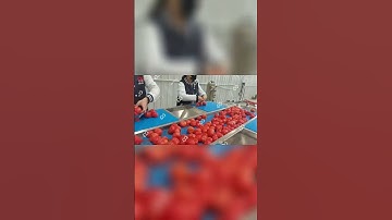 Canned Tomato Paste Processing Line