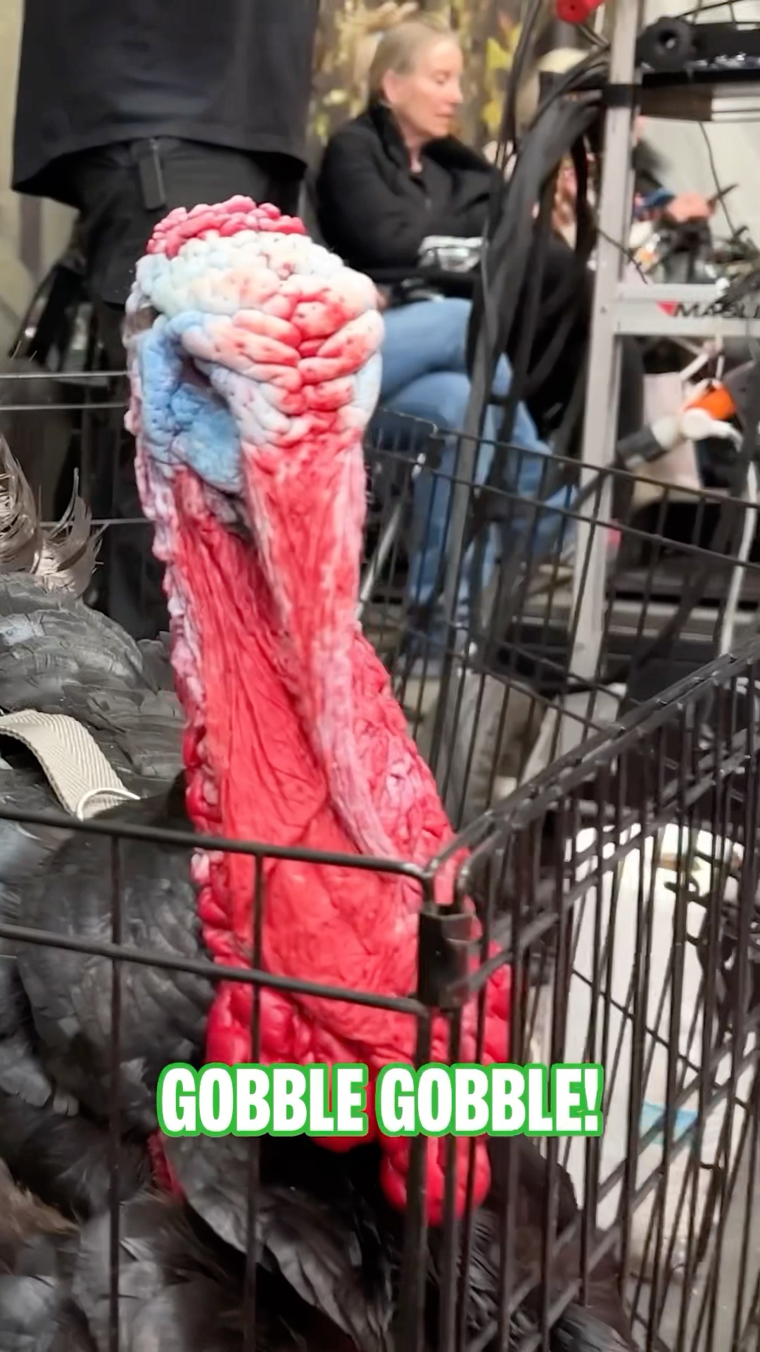 There’s a turkey on set! ? ? | The Really Loud House #shorts