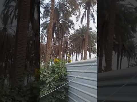 عاجل عواصف ترابية من بيت صادق عطية