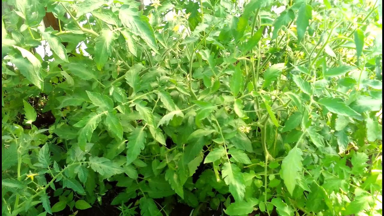 Томат Джина ТСТ. Сравнение в открытом грунте и в укрытии. - YouTube