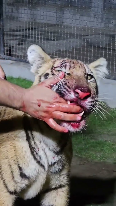 Cheetah ne khaya hath #tiger #lion #liketiger #tigerlion #share #comments #subscribe