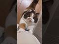 ネッコさん見て癒やされたら寝ろwww #動物 #ネコ